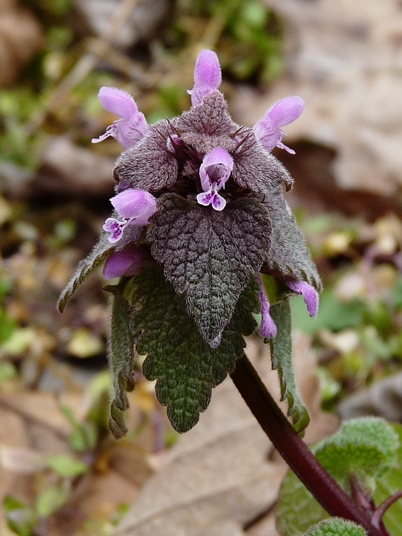 {Lamium purpureum}